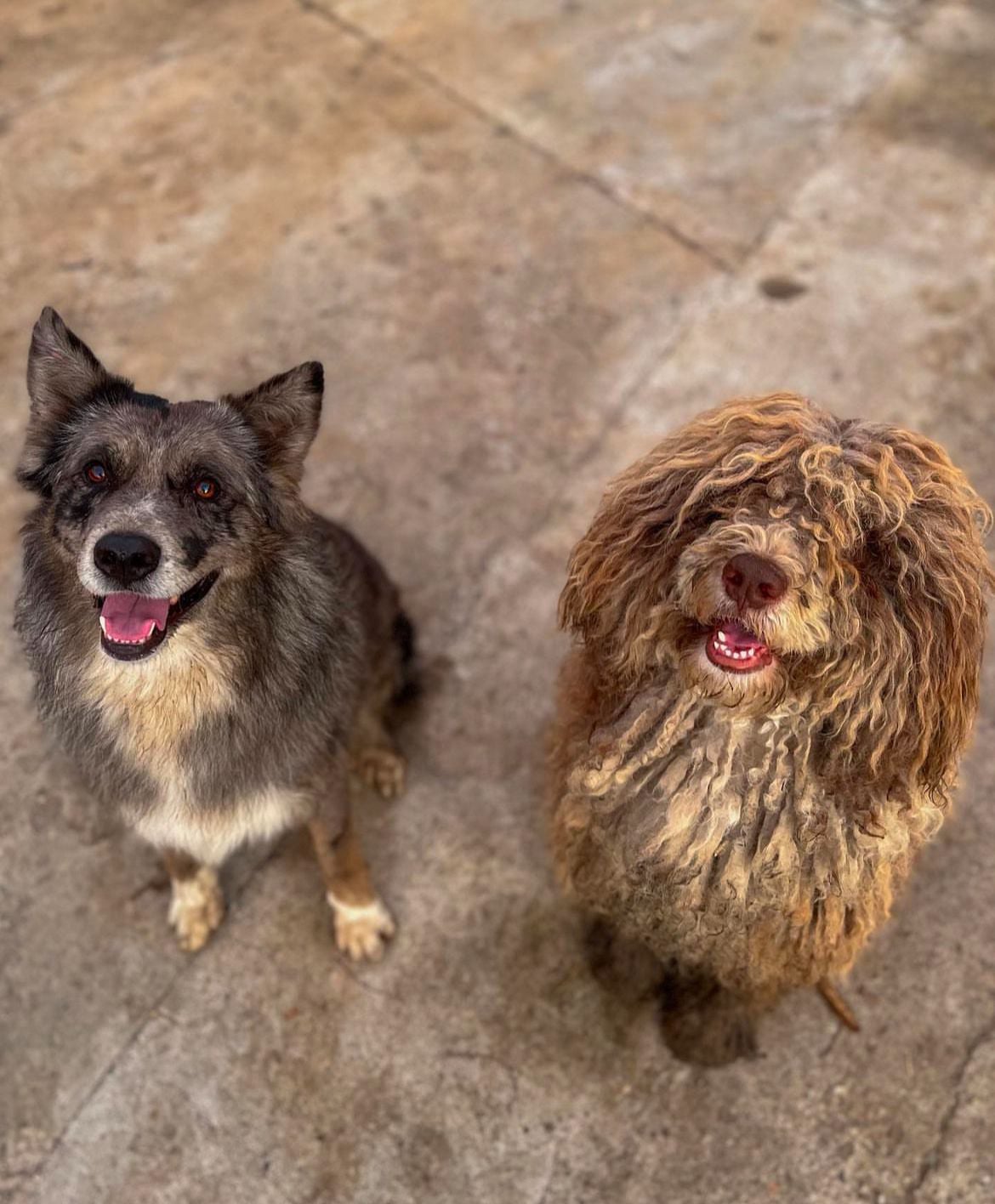i nostri amici cagnolini